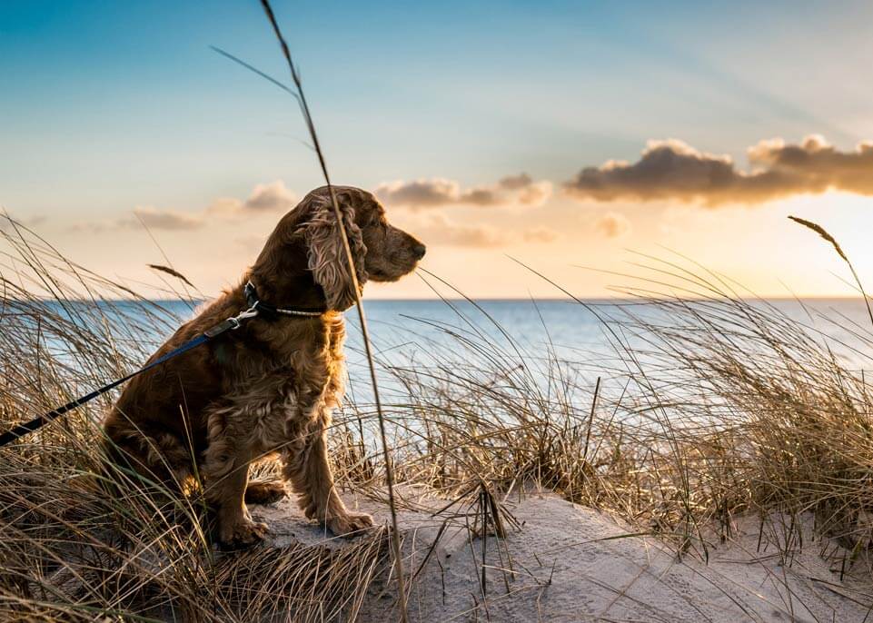 Pet Friendly Rentals